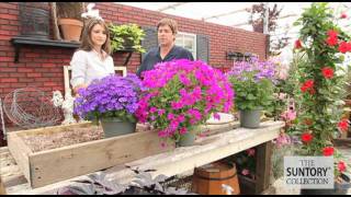 Commercial Grower Tips amp Benefits Senetti Pericallis [upl. by Eelreveb]