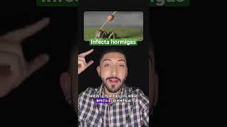 ¿Podría infectarnos el hongo Cordyceps [upl. by Jaime287]