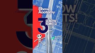 The 3 Bones Of The Elbow Joint Explained [upl. by Aryahay]