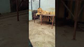 LIONS Terrifying Majestic Kings of the Junglewildlife animal fun [upl. by Hachman595]