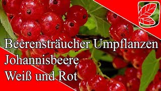 Kann ich Johannisbeeren umpflanzen [upl. by Purity]