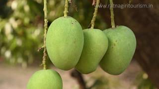 Ratnagiri Alphonso Harvesting and Processing [upl. by Sukey750]