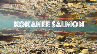 TAHOEs Kokanee Salmon Run at Taylor Creek A showcase of the circle of LIFE [upl. by Anglo738]