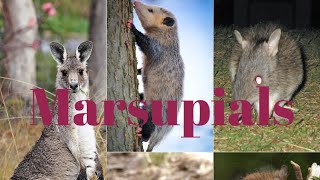 Teaching Marsupials [upl. by Eruot]