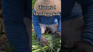 Tutorial membongkok pakan [upl. by Tedder]