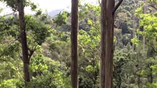 81m Gum Tree [upl. by Toomay729]