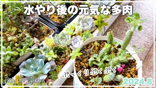 【多肉植物】水やりでぷっくりぷくぷくになった寄せ植え【ガーデニング】 [upl. by Nissensohn]