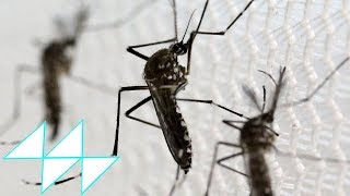 4 ยุงพันธุ์ดุ พาหะนำโรคร้ายอันตรายถึงชีวิต  4 Mosquitoes Carry The Deadly Disease [upl. by Ahsropal]