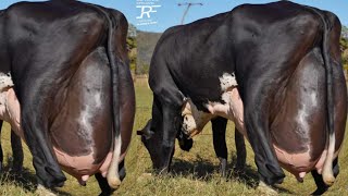 World Highest Milking 127Kg Milk Girlando Cow Vs Jersey Cow Breed 70Kg Milk [upl. by Nadler]