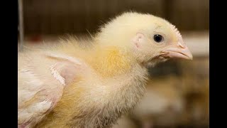 Coli Septicemia in Poultry Causes and Control [upl. by Ahsinrev]