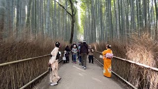 Kyoto 4K Arashiyama 嵐山 Bamboo Grove Walk Through arashiyama rickshaw kyoto japanwalk kyotowalk [upl. by Storm]