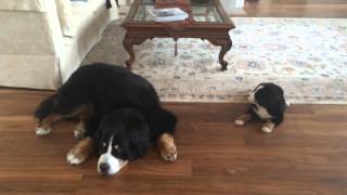 Bernese Mtn Dog Puppy Says Good Morning [upl. by Attaymik]