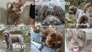 Lagotto Romagnolo groom [upl. by Hpejsoj]