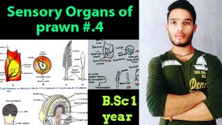 Sensory organs of Palaemon Palaemon statocyst [upl. by Acinoreb446]