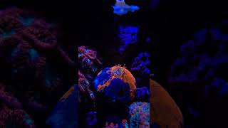 Amazing Scolymia Coral feeding hyperlaps [upl. by Ikila]