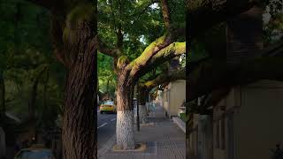 【 Nanjing Life 】Yihe Road Walking through the dappled shades of Nanjing [upl. by Derril122]