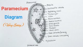 How to Draw Paramecium Diagram  Paramecium Drawing Easy [upl. by Bryna748]