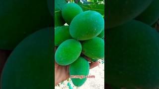 mango🥭🥭 shorts ytshorts viral [upl. by Eltsirhc]