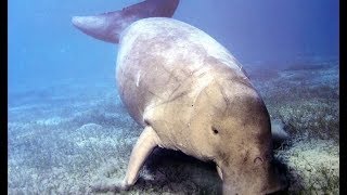 Egypt Gorgonia Beach Resort SnorkelingampFreediving  Marsa Alam 2017  Dugong [upl. by Johny]