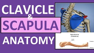 Clavicle and Scapula Anatomy The Pectoral Girdle [upl. by Ginder]