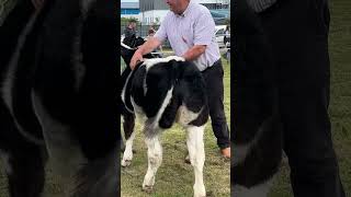 Martin McLaughlin’s heifer at Ballina Ag Show 2024 [upl. by Ileane989]