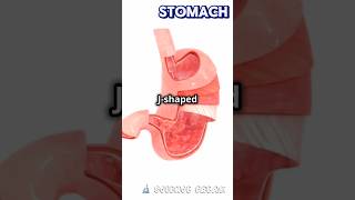 The Human Stomach  parts and mechanism [upl. by Taft180]