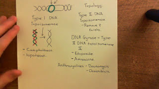 Topoisomerase Inhibitors Part 2 [upl. by Essined]