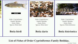 Fishes of Order Cypriniformes Family Botiidae Botia Loach Ambastaia Chromobotia Syncrossus [upl. by Immat]