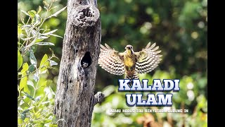 KAMU HARUS TAU MANFAAT BURUNG INI DI ALAM  HABITANYA [upl. by Lenwood]