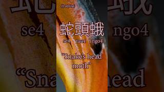 蛇頭蛾  Snake’s Head Moth cantonese etymology atlasmoth attacusatlas moth moths animalfacts [upl. by Dannon203]