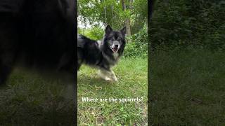 I’m KitKat kitkat dogs shorts youtubeshorts youtube nature funny squirrel pets viral sub [upl. by Anastas]