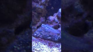 Lawnmower Blenny Wiggle [upl. by Ahsinna332]