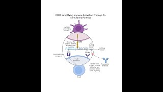 CD80 Amplifying Immune Activation Through CoStimulatory Pathways [upl. by Cordeelia259]