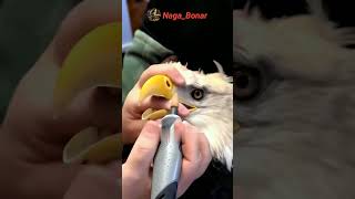 Trimming the birds beak shorts short trimmer birds beak [upl. by Auqenehs]