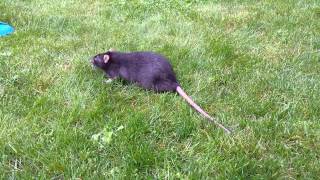 A fat rat on the grass [upl. by Arul]