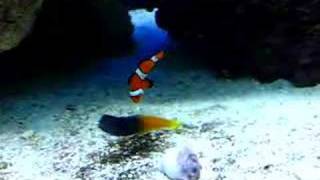 Clown Fish amp Bicolor Blenny [upl. by Coats]