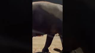 Srirangam temple elephant andal and lakshmi [upl. by Greyson]