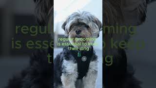 🏔️ Lhasa Apso The LongLived Protector 🐕  3 of Top LongLiving Breeds shortsvideo [upl. by Ahtamat]