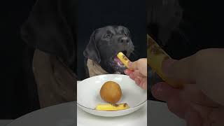 Today I ate fried dough with sponge cake and vegetables Black Labrador Cute pet debut plan [upl. by Adranoel968]