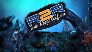 Reef2Reef TV Episode 8 Marine Ick [upl. by Notniuq]