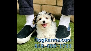 Adorable ACA Havanese female puppy for sale in CA [upl. by Godfree696]