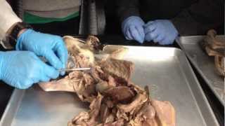 Anatomy of Cats Digestive system  Urinary system [upl. by Aeynod360]