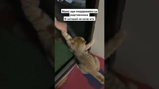 Жиза пацани shortvideo cat memes [upl. by Adnav]