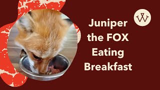 Juniper the FOX Eating Breakfast  We Feed Raw [upl. by Ellecrag191]