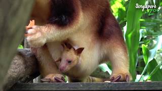 Tree Kangaroo Joey at Singapore Zoo [upl. by Quincy86]