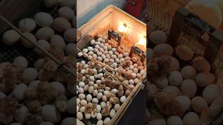 Homemade Incubator Hatching [upl. by Taite]