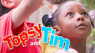 Topsy amp Tim 126  GROWING SUNFLOWERS  Topsy and Tim Full Episodes [upl. by Latrena]