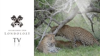 Two Male Leopards Mate with Female Leopard Londolozi TV [upl. by Hassi722]