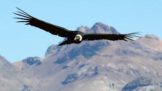 Condors Fly Again In Chile [upl. by Yhprum]