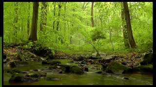 Cohérence cardiaque  Forêt et ruisseau [upl. by Romalda]